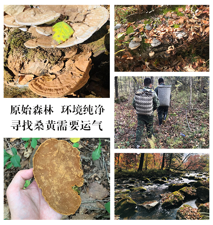 北京桑黄的功效与作用_18643031757